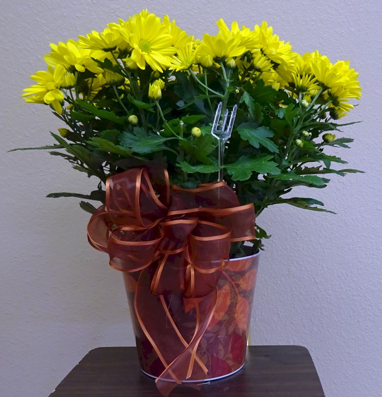 Flowers from Dakota Country 