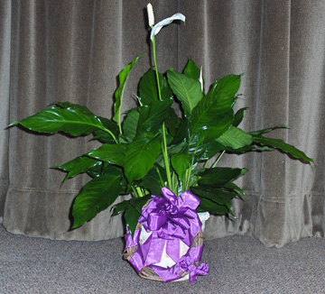 Flowers from Staff of Stulken, Peterson, Lingle & Walti