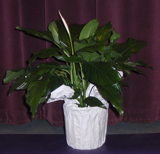 Flowers from Canton School District