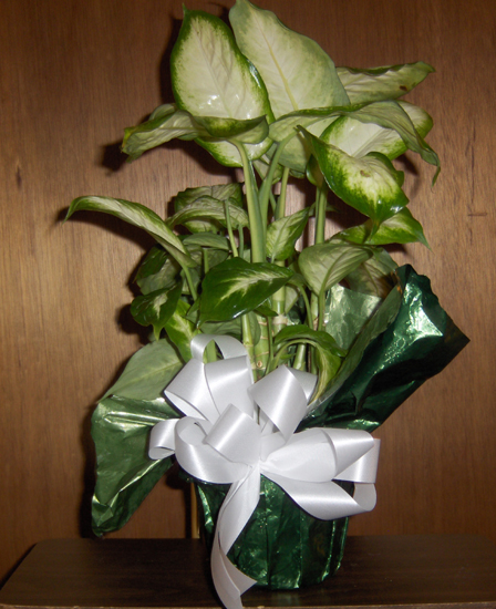 Flowers from The Haakon-Jackson 4-H Leaders
