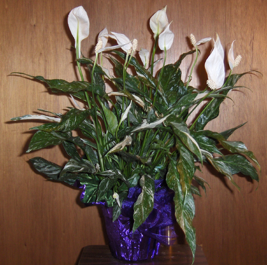 Flowers from Scott , Arla & Lane Patterson