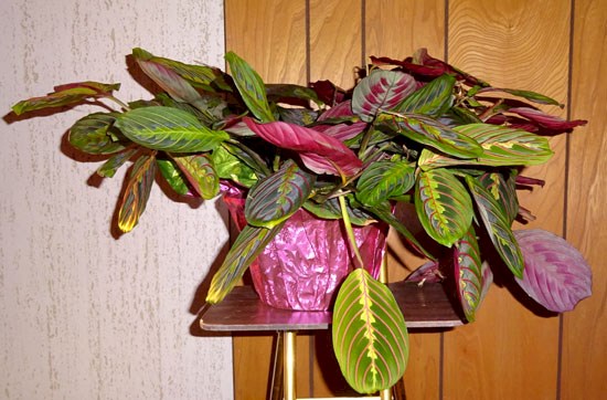 Flowers from Kadoka Nursing Home Residents and Staff