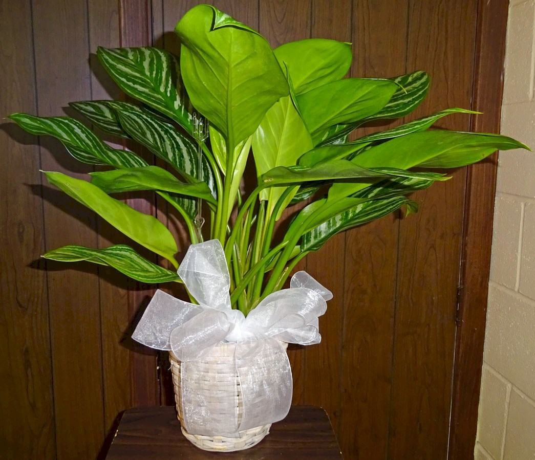 Flowers from Dakota Country Pharmacy