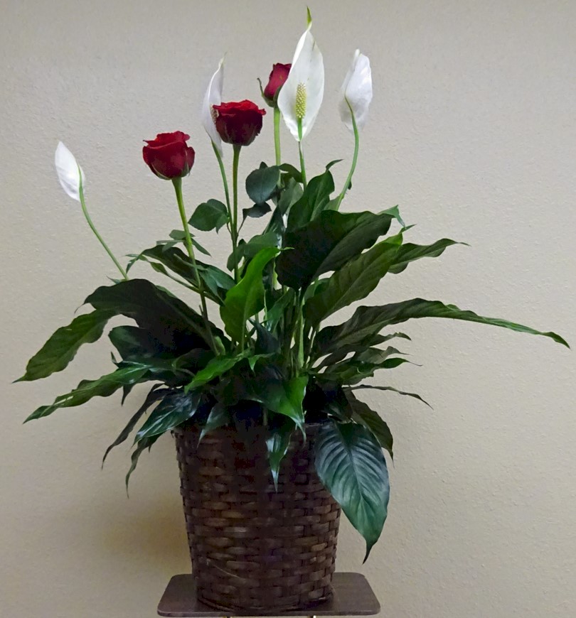 Flowers from Don and Mary Willard
