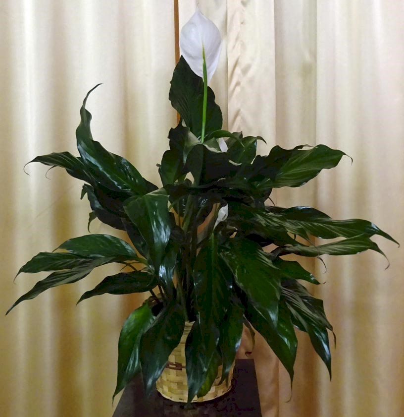 Flowers from Jim and Debbie Antonsen and Families