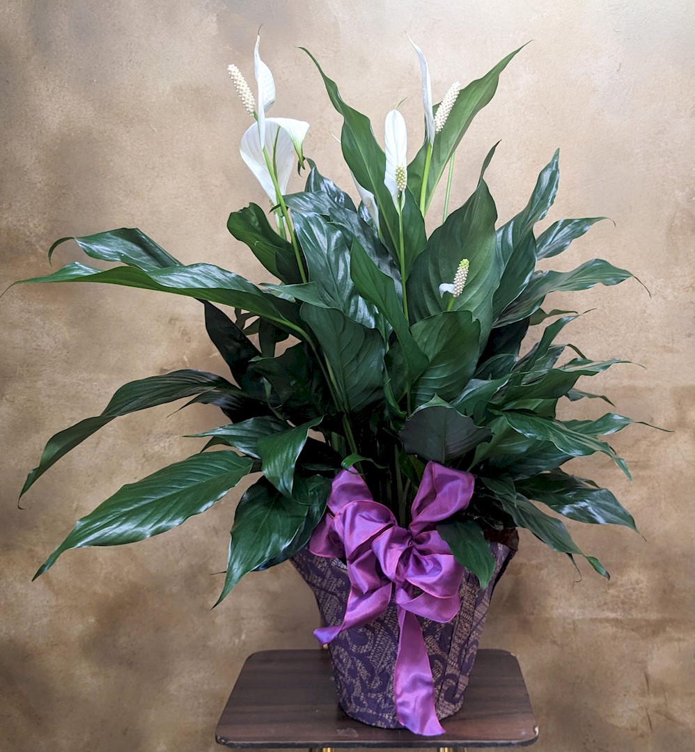 Flowers from Dakota Country Pharmacy