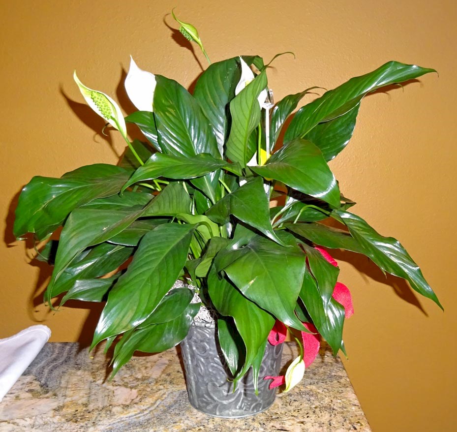 Flowers from Marchita