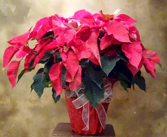 Flowers from Rocky and Rebecca Williams and Family