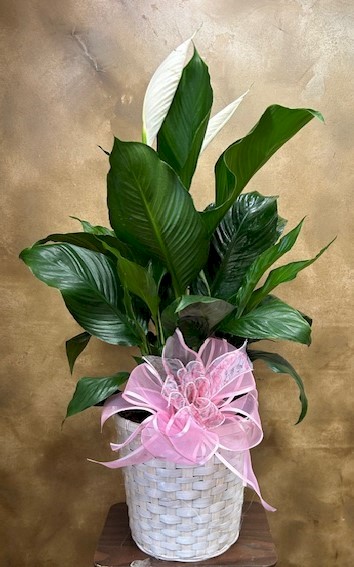 Flowers from Kelly, Cathy, Amanda & Lauren Kramer