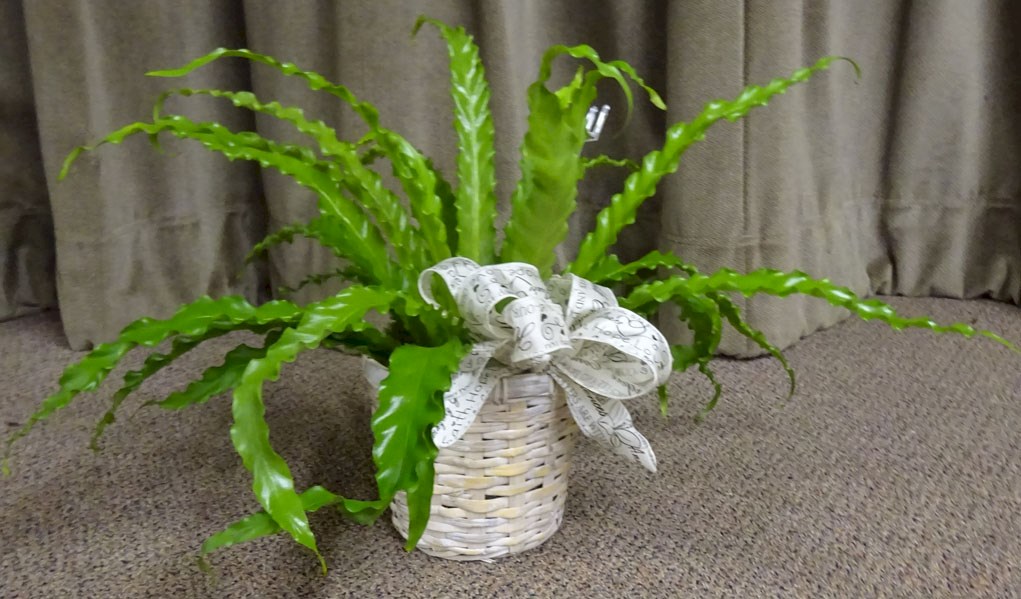 Flowers from Scott and Arla Patterson
