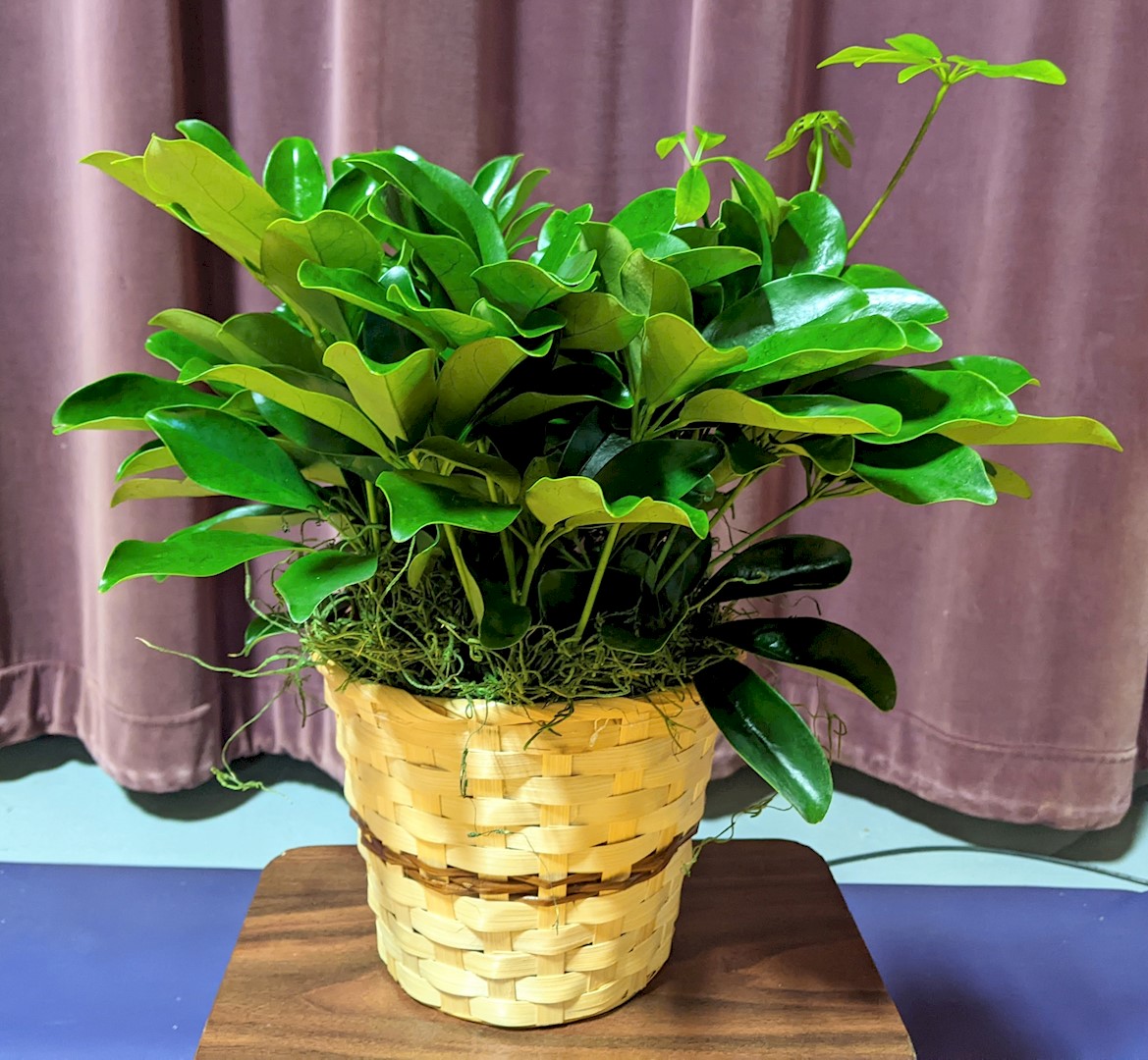 Obituary Alvin "Skip" Goodman