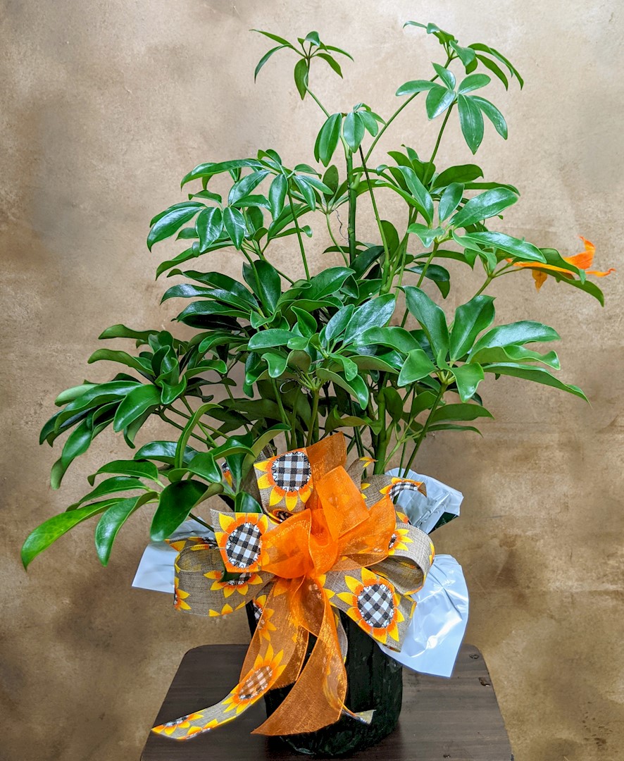 Flowers from The WCMS Staff