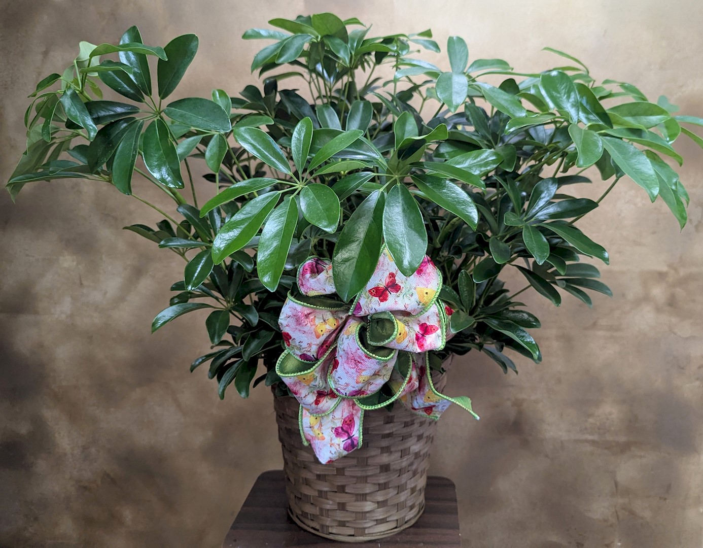 Flowers from Dakota Pump