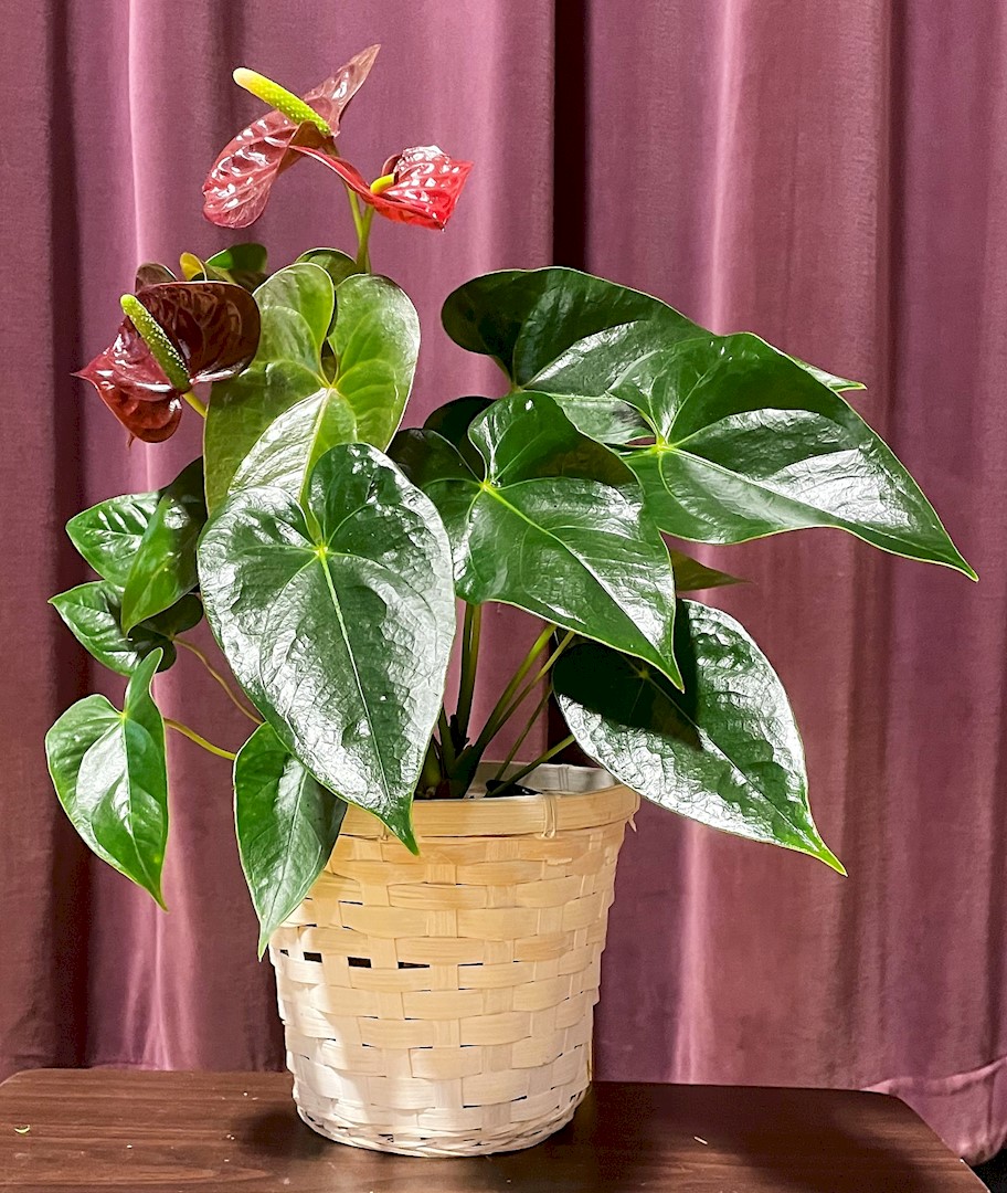 Flowers from The Walker Family