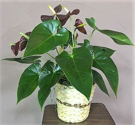 Flowers from Marvin Gill and Family; Roy Gill and Family; and Darrell and Kay Gill and Family