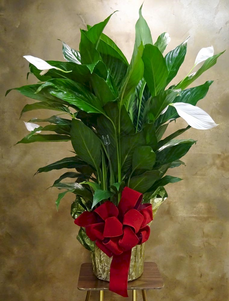 Flowers from Corey, Danea, Tristin, and Corbian Crowder