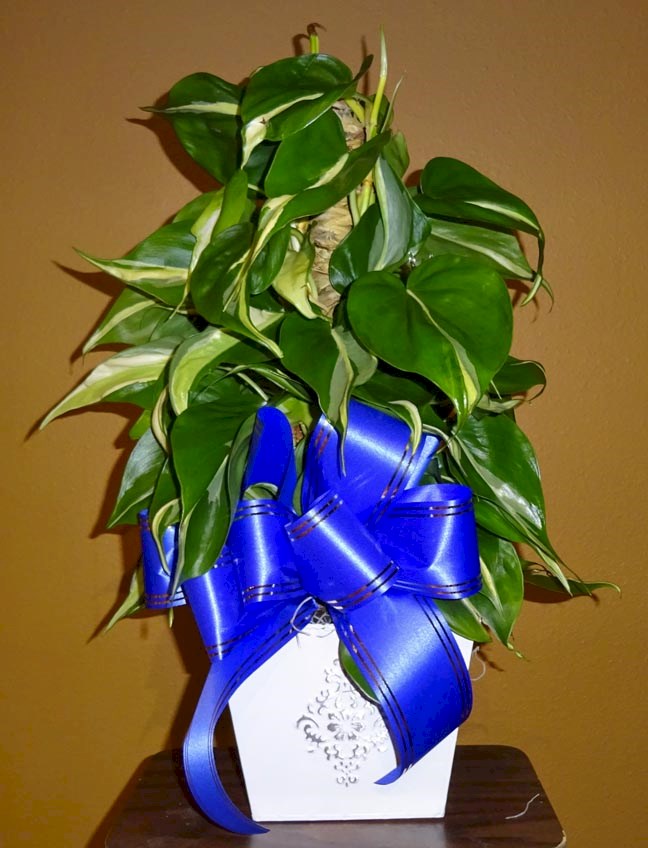 Flowers from Your Admission's Office