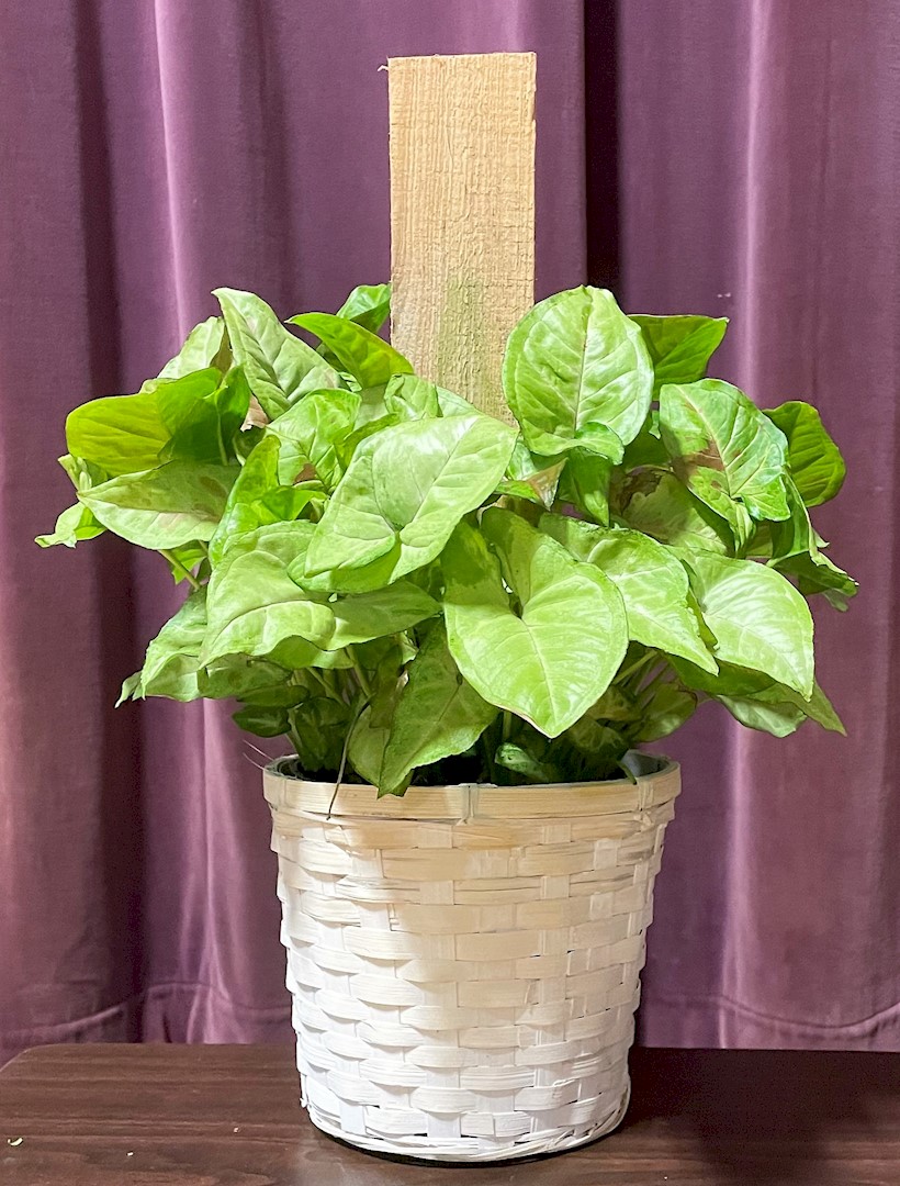 Flowers from Betty White