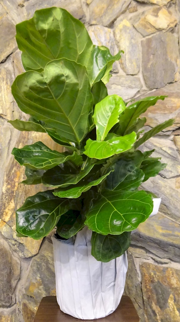 Flowers from Julie, Elliot, Tracy, and Kinley McQuirk