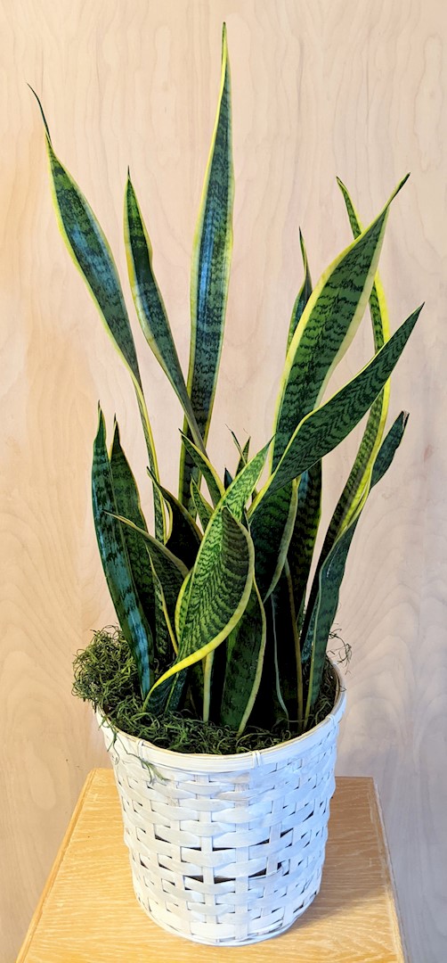 Flowers from Staff at Scotchman Living Center