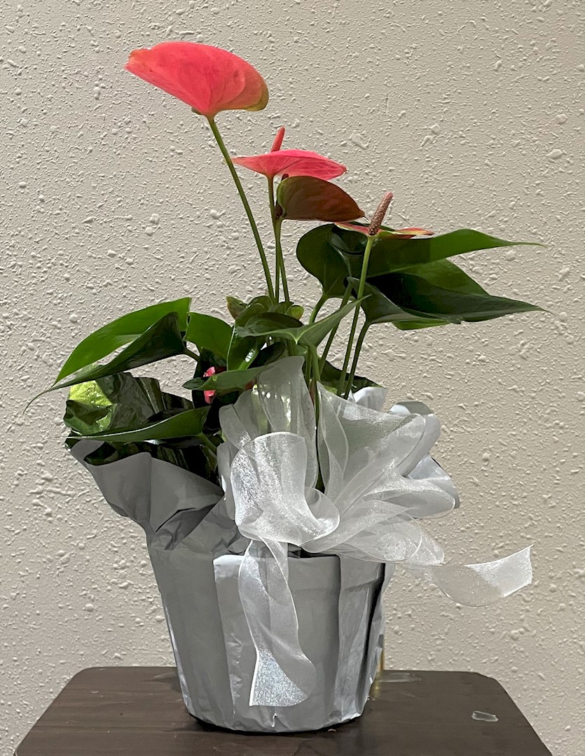 Flowers from Patsy, Lois, and Penny at the Gateway Apartments