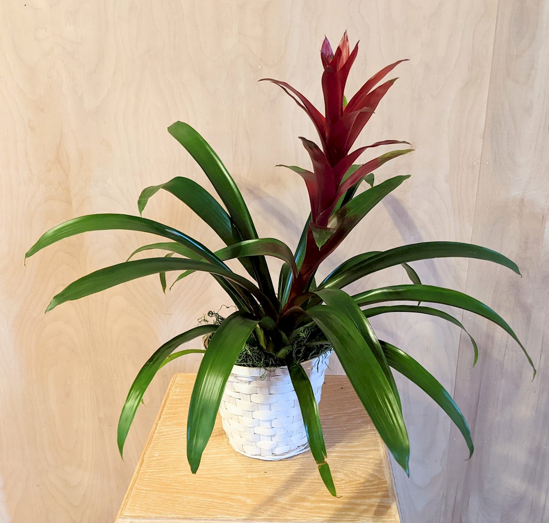 Flowers from Tyler and Angel Nemec Family