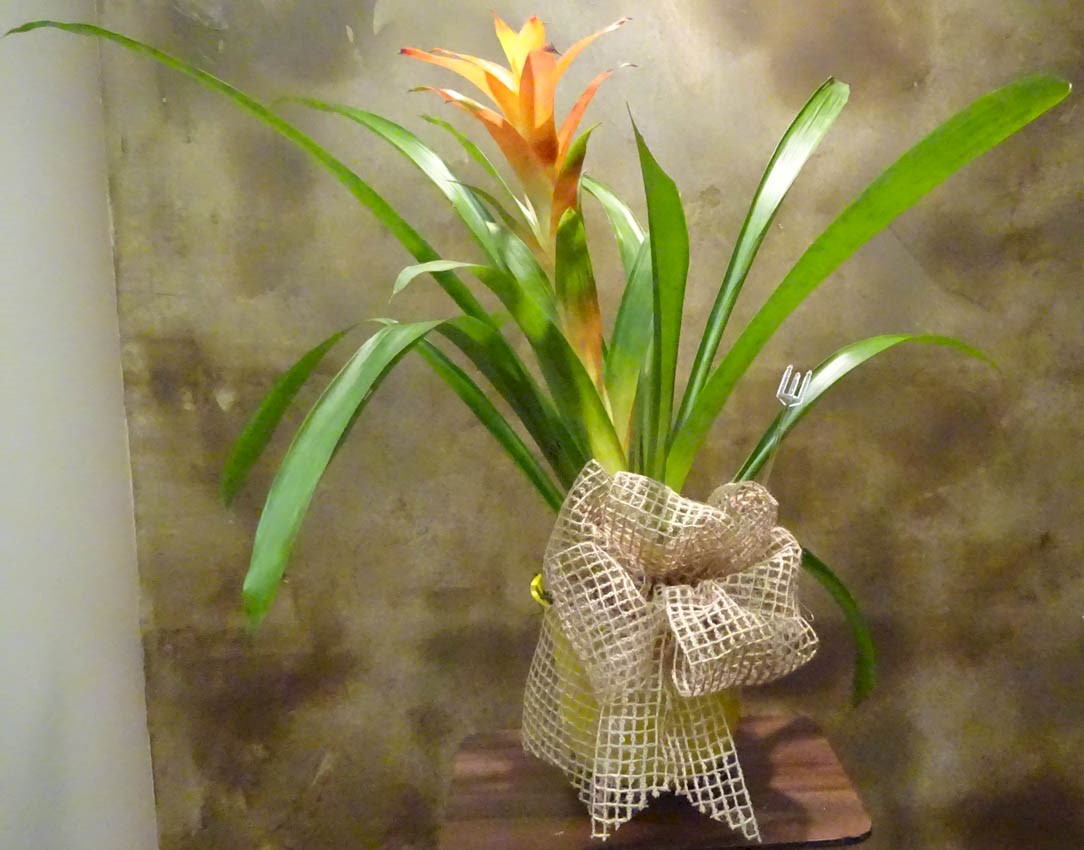 Flowers from Earl and Cheryl Knight