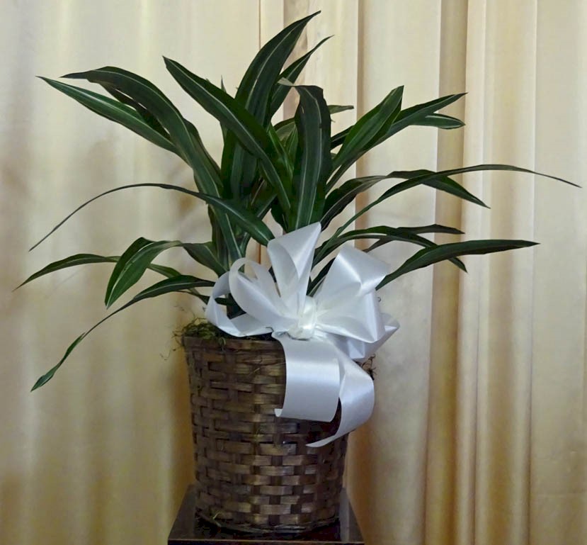 Flowers from Arnold and Kayla Woodard