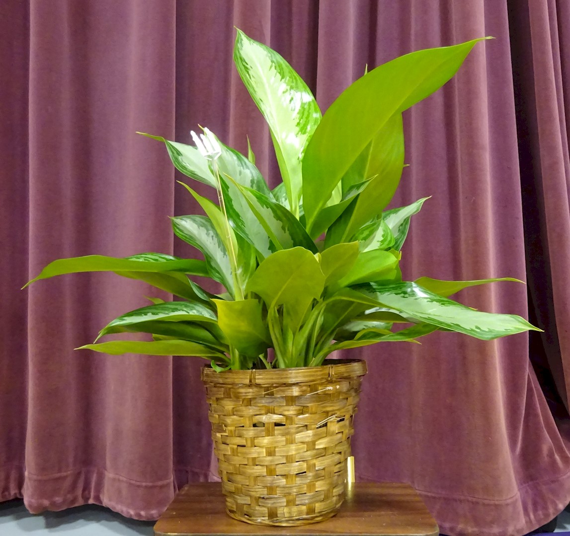 Flowers from The Mark Schubauer Family