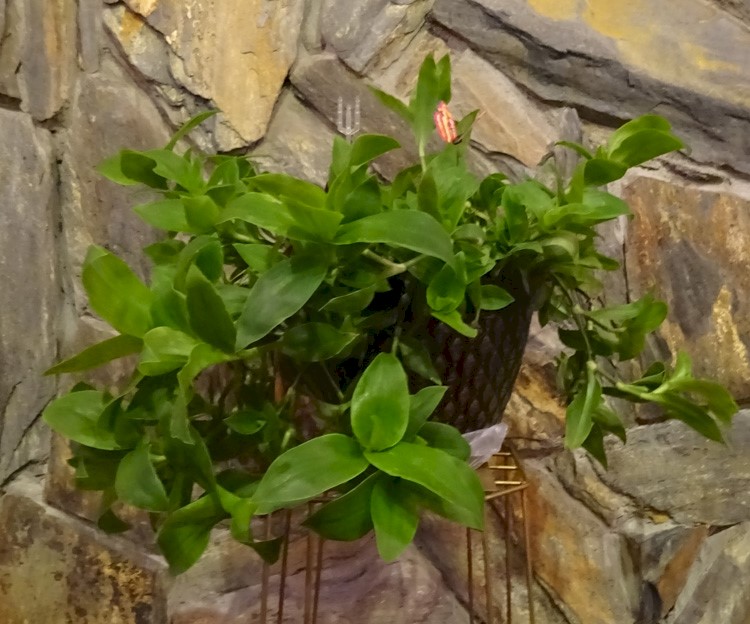 Flowers from Mike & Shar Moses