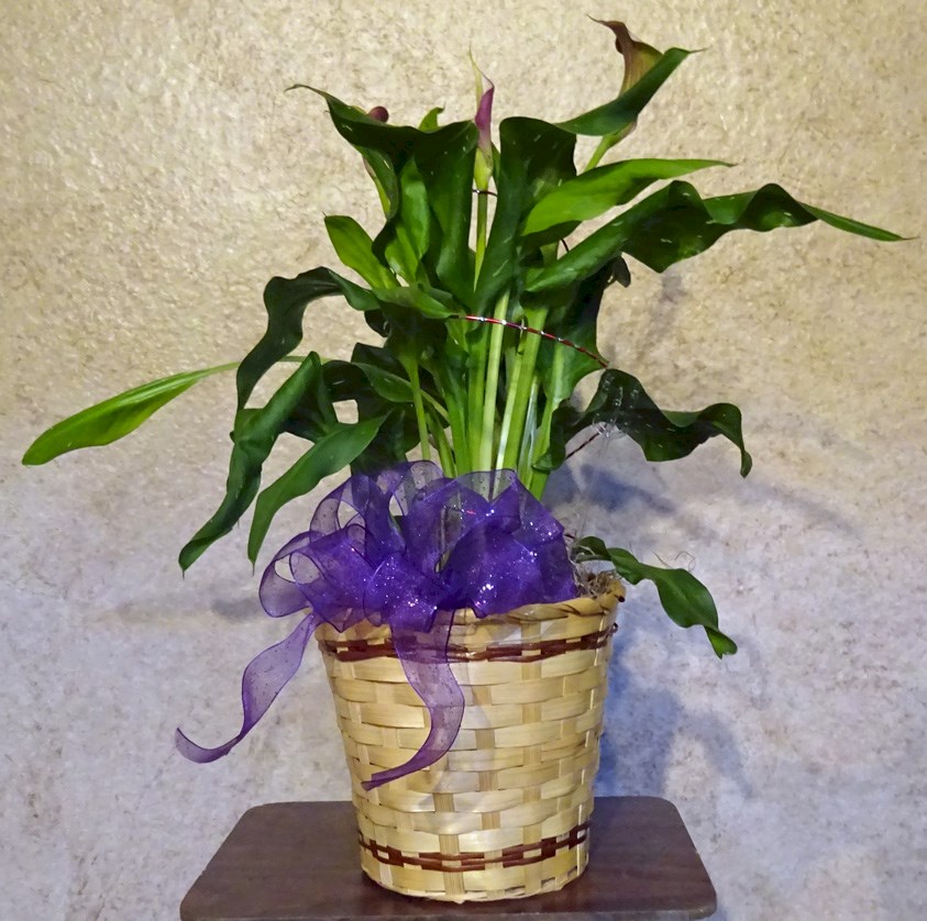 Flowers from CCI Staff