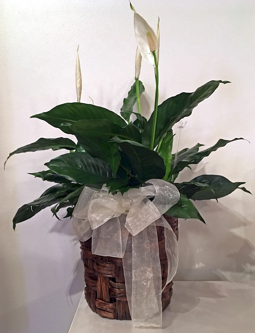 Flowers from Gary and Pat Welsh and Family