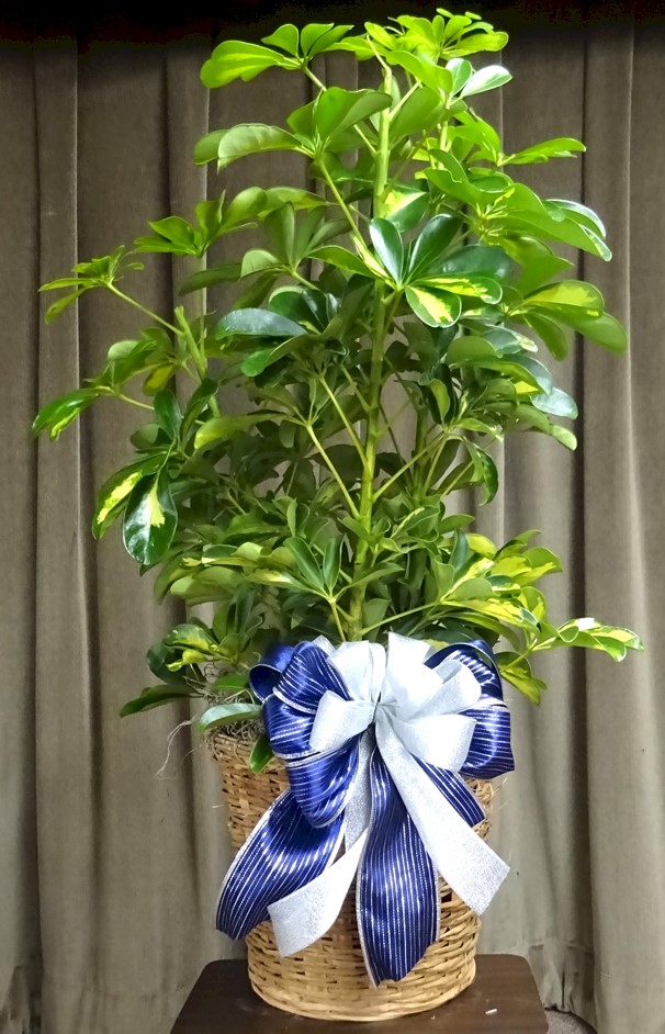 Flowers from Raymond and Mila