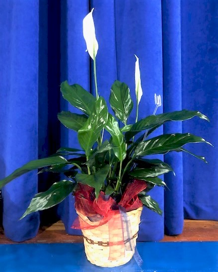 Flowers from Rick, Sherry, Larry, and Sharon