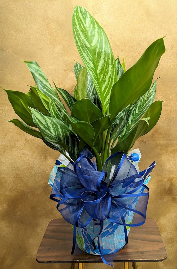 Flowers from Dakota Country Pharmacy