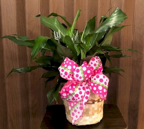Flowers from Sara Van Peit