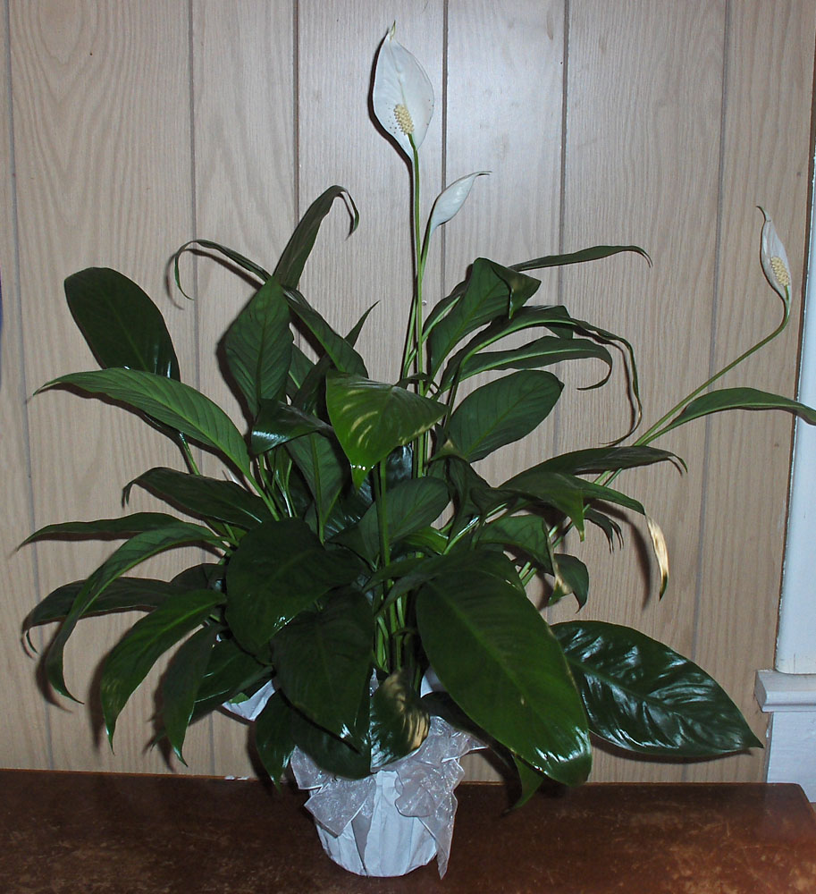 Flowers from Compassionate Care Hospice