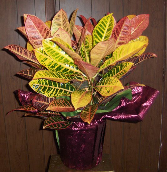 Flowers from Clem & Marcy -  Leslie & Thelma