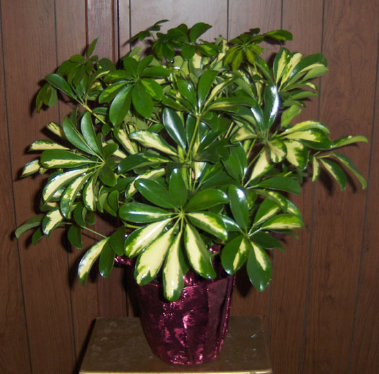 Flowers from David & Malinda Amiotte and Family