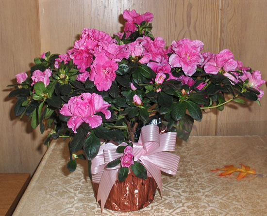 Flowers from Verna Mae & Family