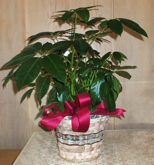 Flowers from Art & Ginny Temple