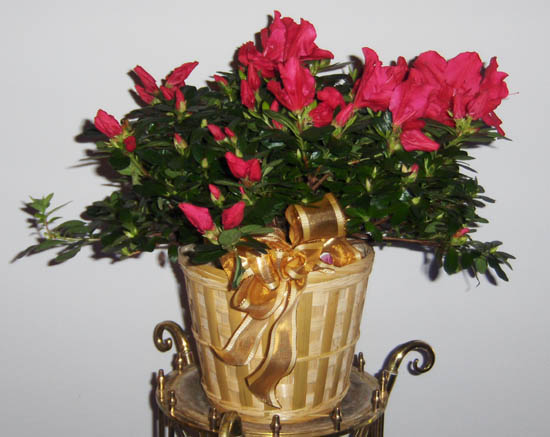 Flowers from Philip & Mary Kay Wilson, Linda & Bruce Kroetch
