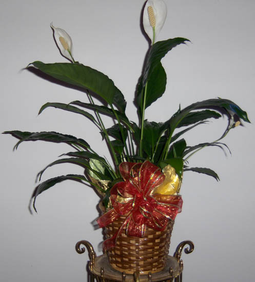 Flowers from Dick & Pam, Amanda and Shayla