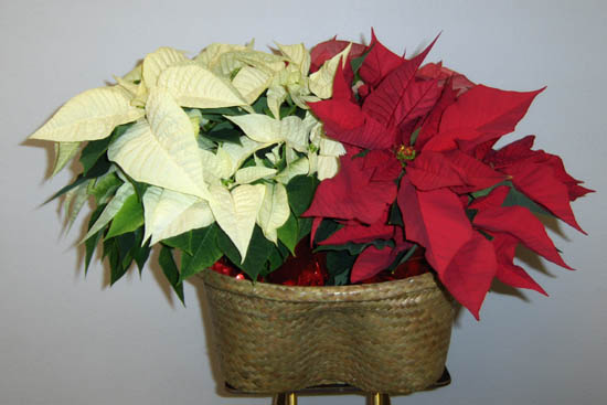 Flowers from Northern Productions