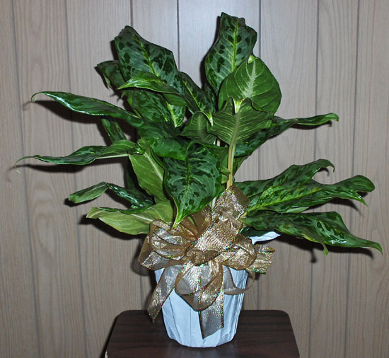 Flowers from Jim & Debbie Antonsen and Family