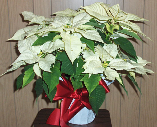 Flowers from   