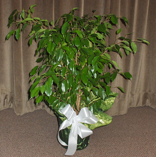 Flowers from Burjes & Cheryl Fitch and Family