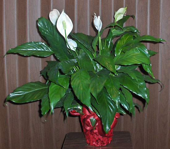 Flowers from Paul, Pat and Families