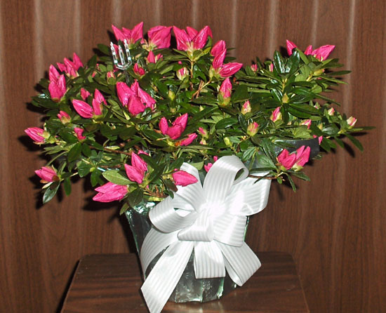 Flowers from Butch & Ann Kitterman