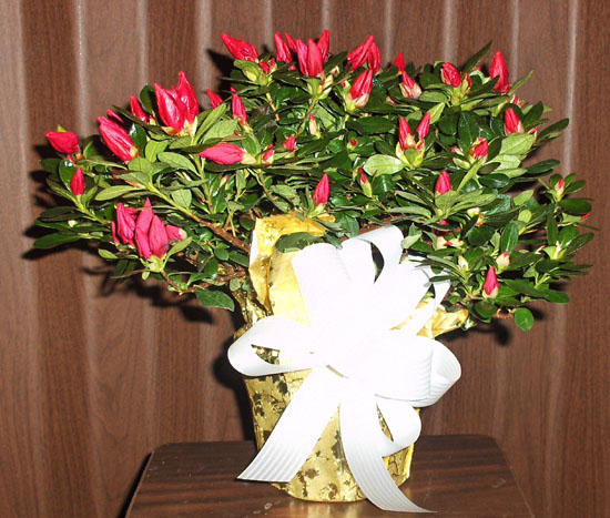 Flowers from Mike & Lori Seager